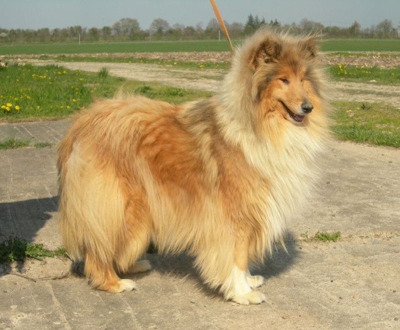 Dafnay blonde Du Chemin des Randonnées
