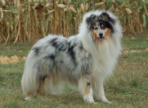 Eros blue Du Chemin des Randonnées