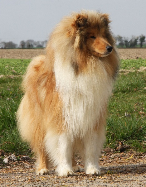 Freeman blond Du Chemin des Randonnées