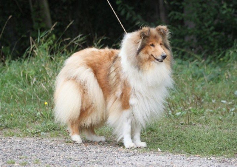 Izia blonde Du Chemin des Randonnées