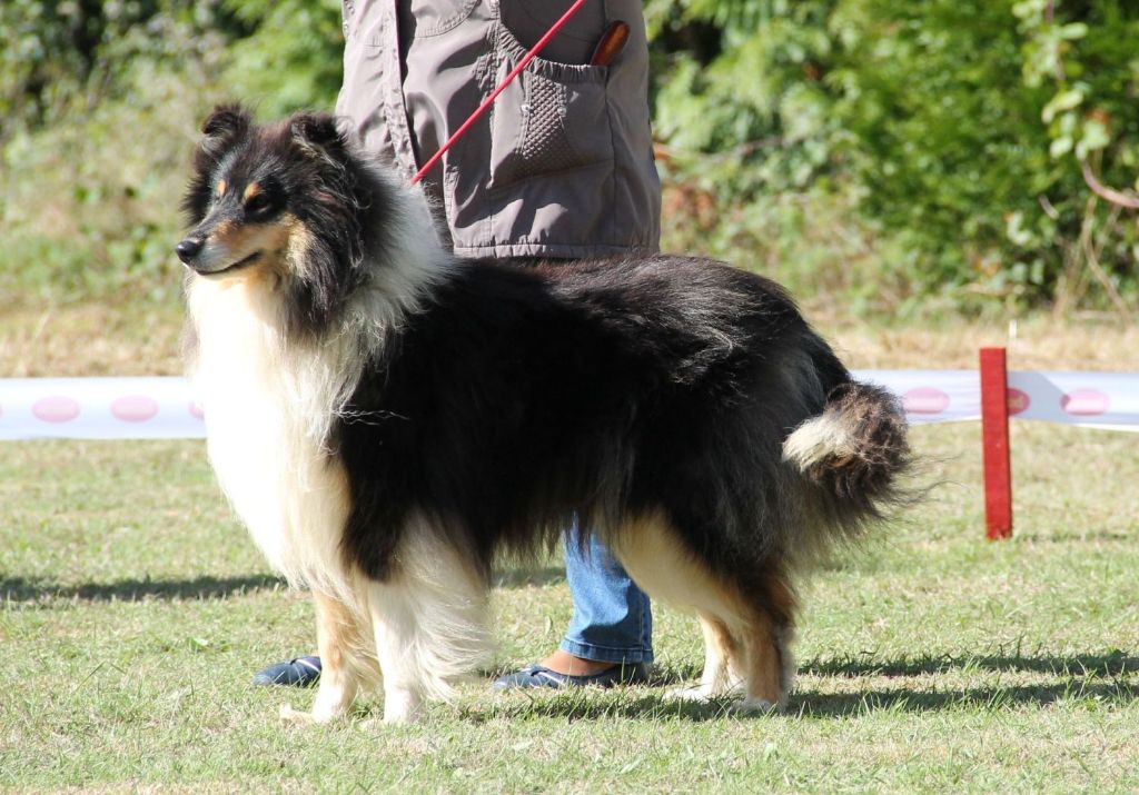 Orphie black de la Fleur d'Ecosse