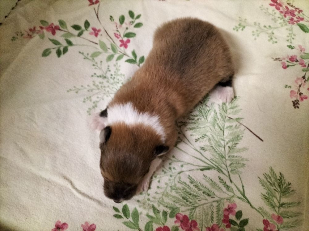 Du Chemin des Randonnées - Chiots disponibles - Colley à poil long