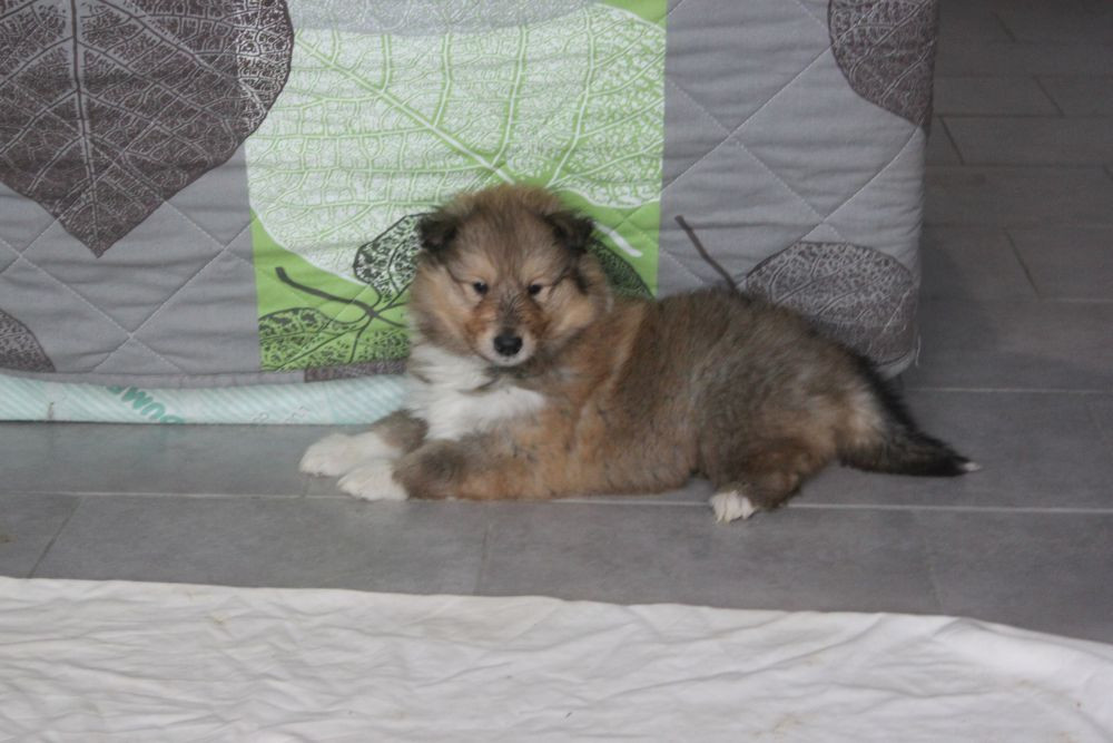 Du Chemin des Randonnées - Chiots disponibles - Colley à poil long