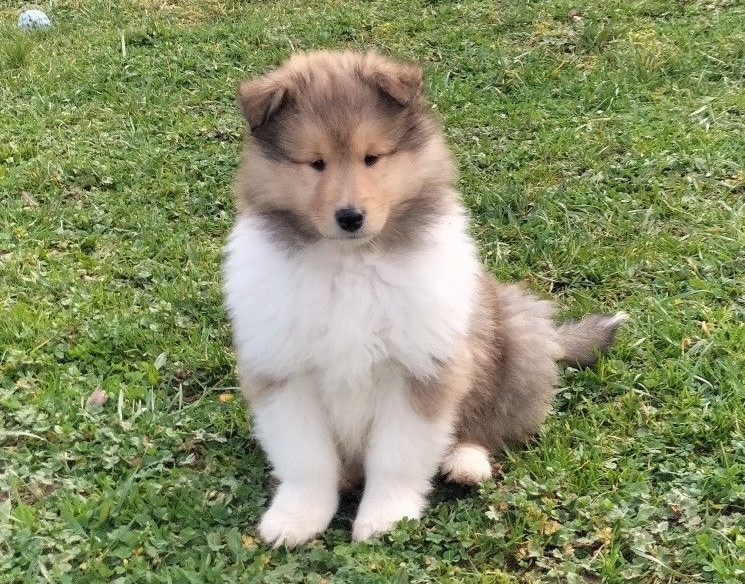 Du Chemin des Randonnées - Colley à poil long - Portée née le 04/12/2025